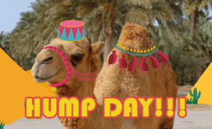 Hump Day Gif Hump Day Gif