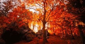 Autumn Gif Autumn Gif