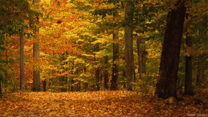 Autumn Gif Autumn Gif