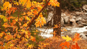 Autumn Gif Autumn Gif
