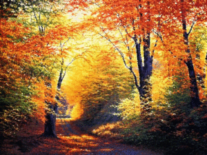 Autumn Gif Autumn Gif