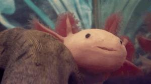Axolotl Gif Axolotl Gif
