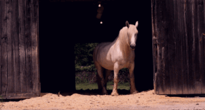 Horse Gif Horse Gif