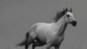 Horse Gif Horse Gif