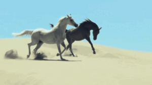 Horse Gif Horse Gif