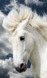 Horse Gif Horse Gif