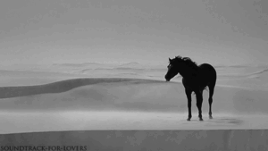 Horse Gif Horse Gif