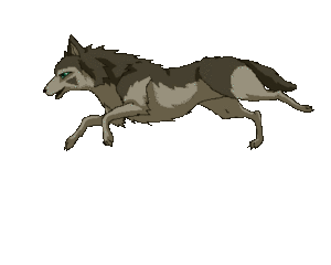 Wolf Gif Wolf Gif