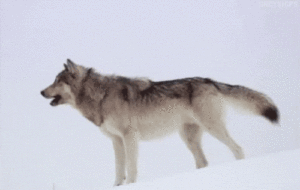 Wolf Gif Wolf Gif