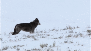 Wolf Gif Wolf Gif