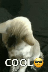 Cool Gif Cool Gif