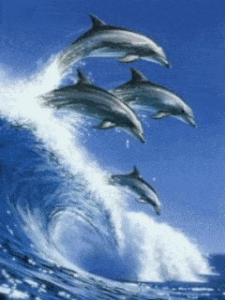 Dolphin Gif Dolphin Gif