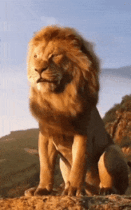 Lion Gif Lion Gif