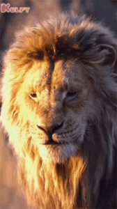 Lion Gif Lion Gif