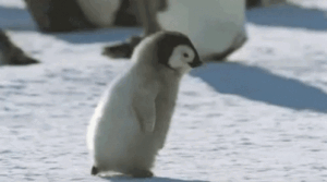 Penguins Gif Penguins Gif