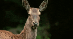 Deer Gif Deer Gif