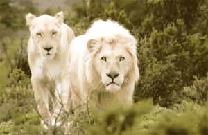 Lion Gif Lion Gif