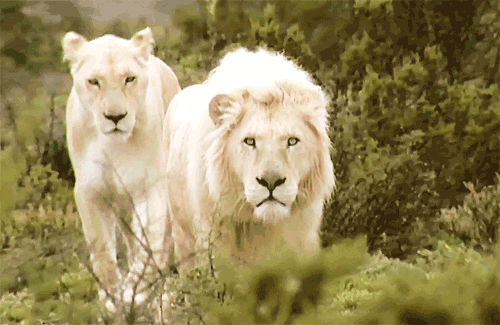 Lion Gif
