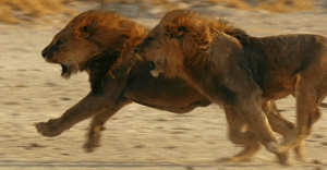 Lion Gif Lion Gif