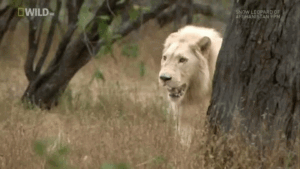 Lion Gif Lion Gif