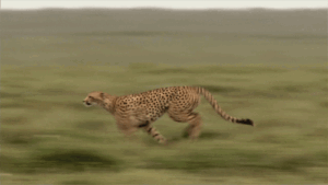 Cheetah Gif Cheetah Gif