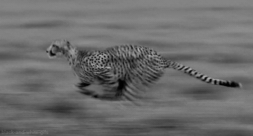Cheetah Gif