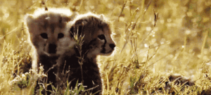 Cheetah Gif Cheetah Gif