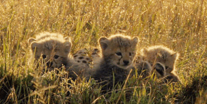 Cheetah Gif Cheetah Gif