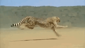 Cheetah Gif Cheetah Gif