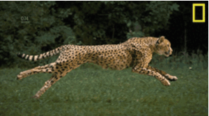 Cheetah Gif Cheetah Gif