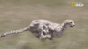 Cheetah Gif Cheetah Gif