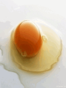 Egg Gif Egg Gif