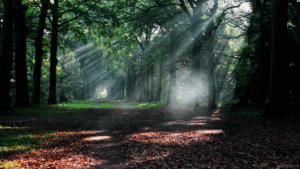 Forest Gif Forest Gif