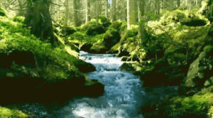 Forest Gif Forest Gif