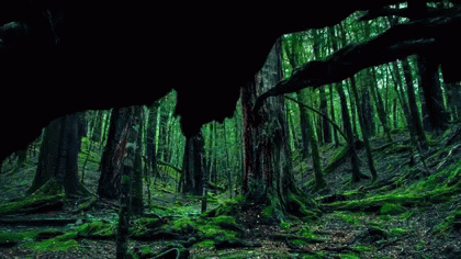 Forest Gif Forest Gif