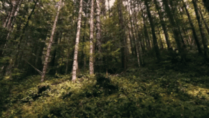 Forest Gif Forest Gif