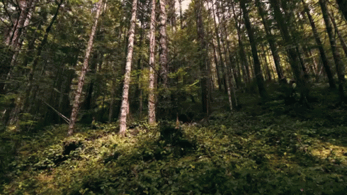 Forest Gif