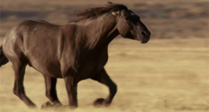 Horse Gif Horse Gif