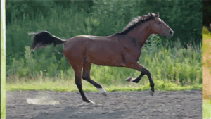 Horse Gif Horse Gif