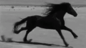 Horse Gif Horse Gif