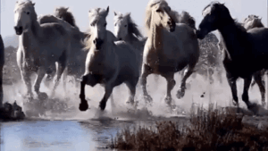 Horse Gif Horse Gif