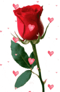 Rose Gif Rose Gif