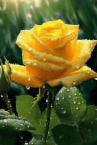 Rose Gif Rose Gif