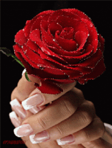 Rose Gif Rose Gif