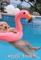 Pool Party Gif