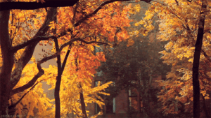 Autumn Gif Autumn Gif