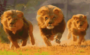 Lion Gif Lion Gif