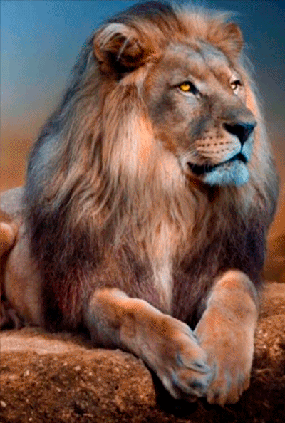 Lion Gif