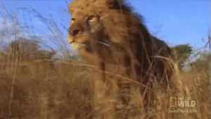 Lion Gif Lion Gif