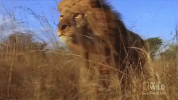 Lion Gif